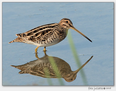 Watersnip (Gallinago gallinago)