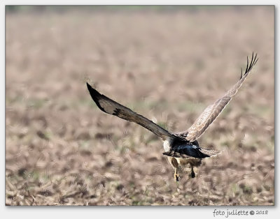 
Buizerd (Buteo buteo)
