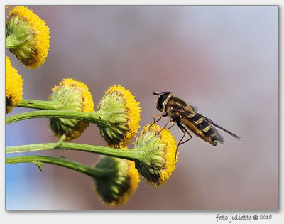 
zweefvlieg (Syrphidae sp.)
