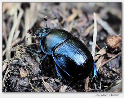 gewone mestkever (Geotrupes stercorarius)