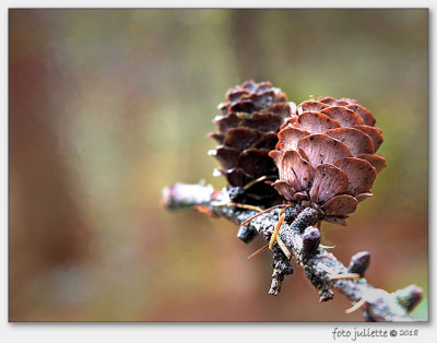 Europese Larix (Larix decidua)