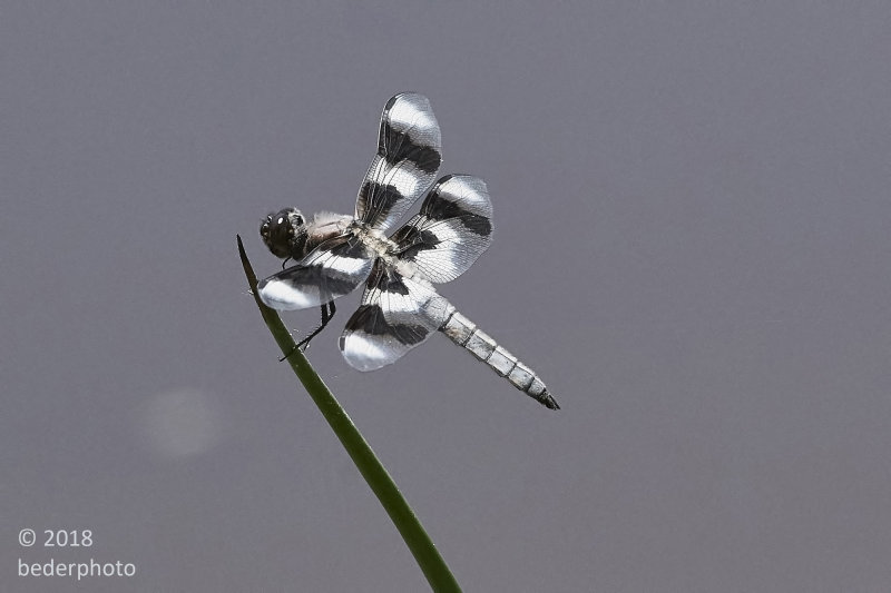 dragonfly above pond water