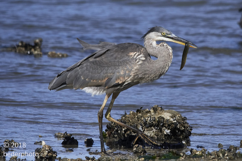 heron and captured eel / lamprey (?)