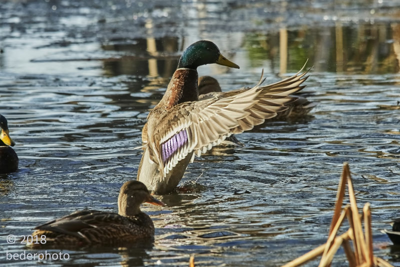 dance of the mallard bathing ritual..forward stroke