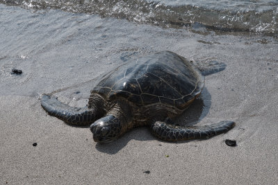 sunbathing green sea turtle