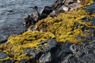 seaweed exposed at NELHA shore