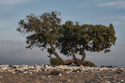 Tournefortia tree, NELHA shore