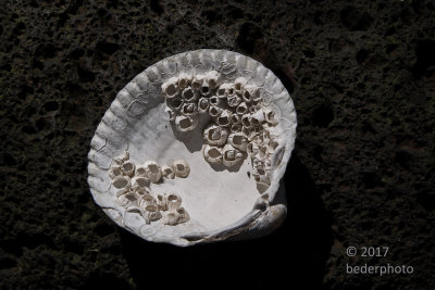 clam shell with barnacle colony