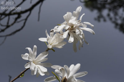 star magnolia with spring bee visitor