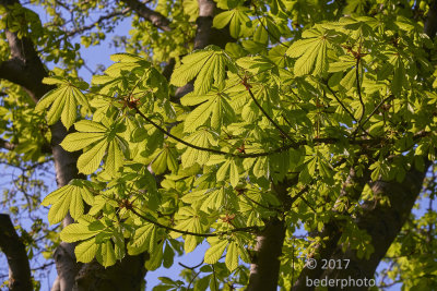 chestnut spring  revival