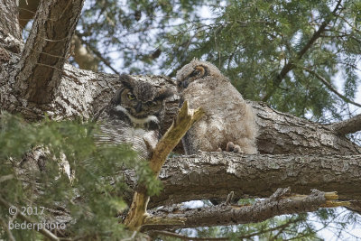 Horned Owl Mother and baby