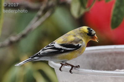 goldfinch