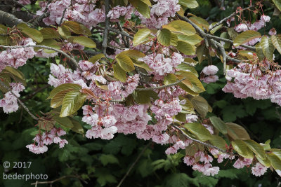 ancient cherry tree's late season blossoms