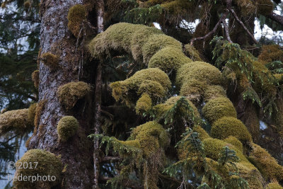  moss-covered tree 