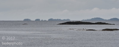  open-sea islands to west and one sea otter ! 