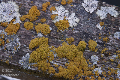  lichen at Shearwater docks