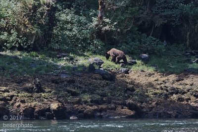blond grizzly grazing along estuary 