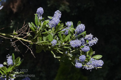 evergreen California Lilac