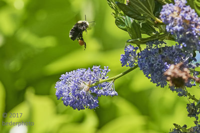 bumblebee flitting around California Lilac