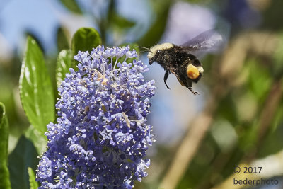 bumblebee approaching California Lilac