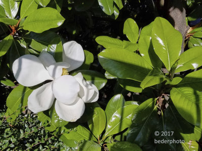 evergreen magnolia