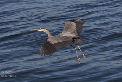 heron launched
