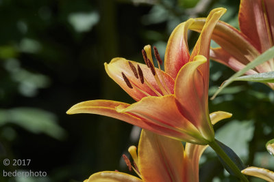 asiatic lilly