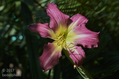 another variety of asiatic lilly