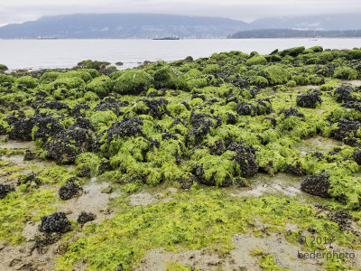 prolific algae and mussel covered rocks