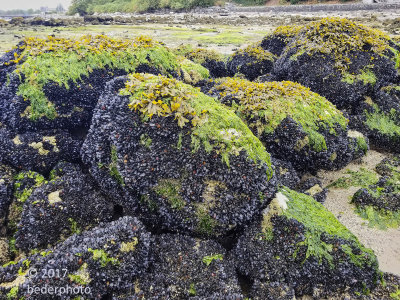 mussel covered rocks capped with algae