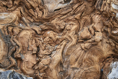 decaying log textures