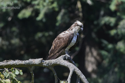 osprey perched above pond