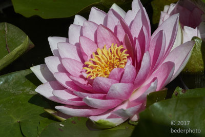 water lily...van Dusen Botanical Gardens