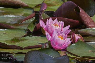 water lily pair