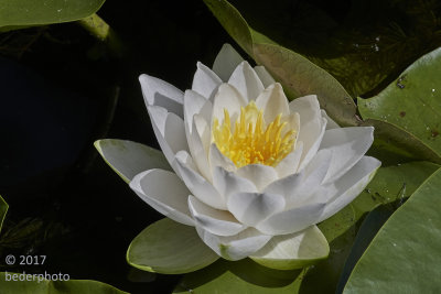 perfect water lily