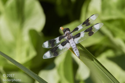 dragonfly at vanDusen gardens