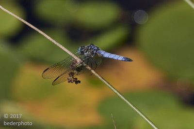 Blue Dasher dragonfly at vanDusen gardens