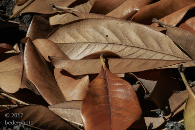 magnolia grandiflora leaf debris