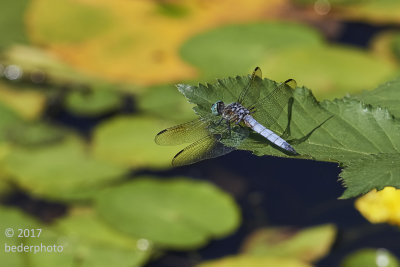 pachydiplex longipennis dragonfly