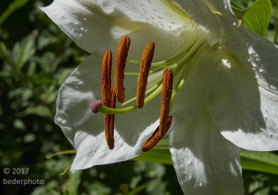 asiatic lily close up