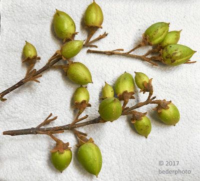 tree seed pods