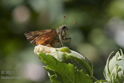 moth on hibiscus bud