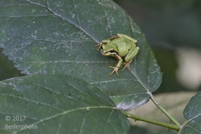 pacific tree frog