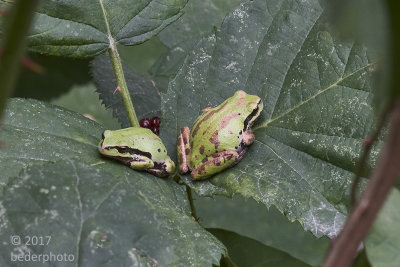 pacific tree frogs on following day