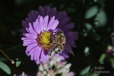 honeybee (apis mellifera)