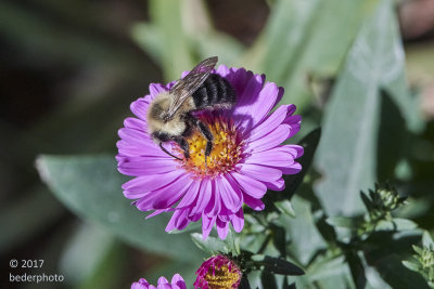 bumblebee (bombus)