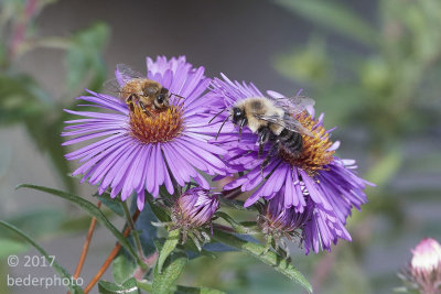 honeybee and bumblebee