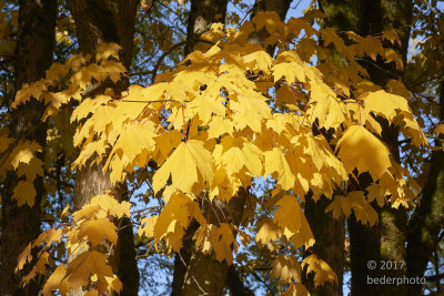Big-leaf Maple