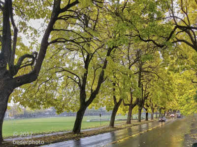 rainy day autumn Catalpa trees