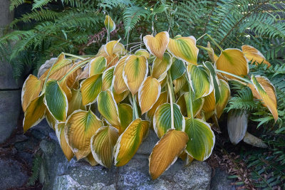 hosta chlorophyll disappearing